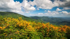 Homes for Sale in Ashe County