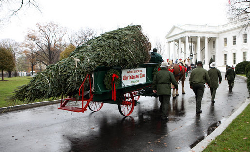 christmas tree at the White House from Ashe County